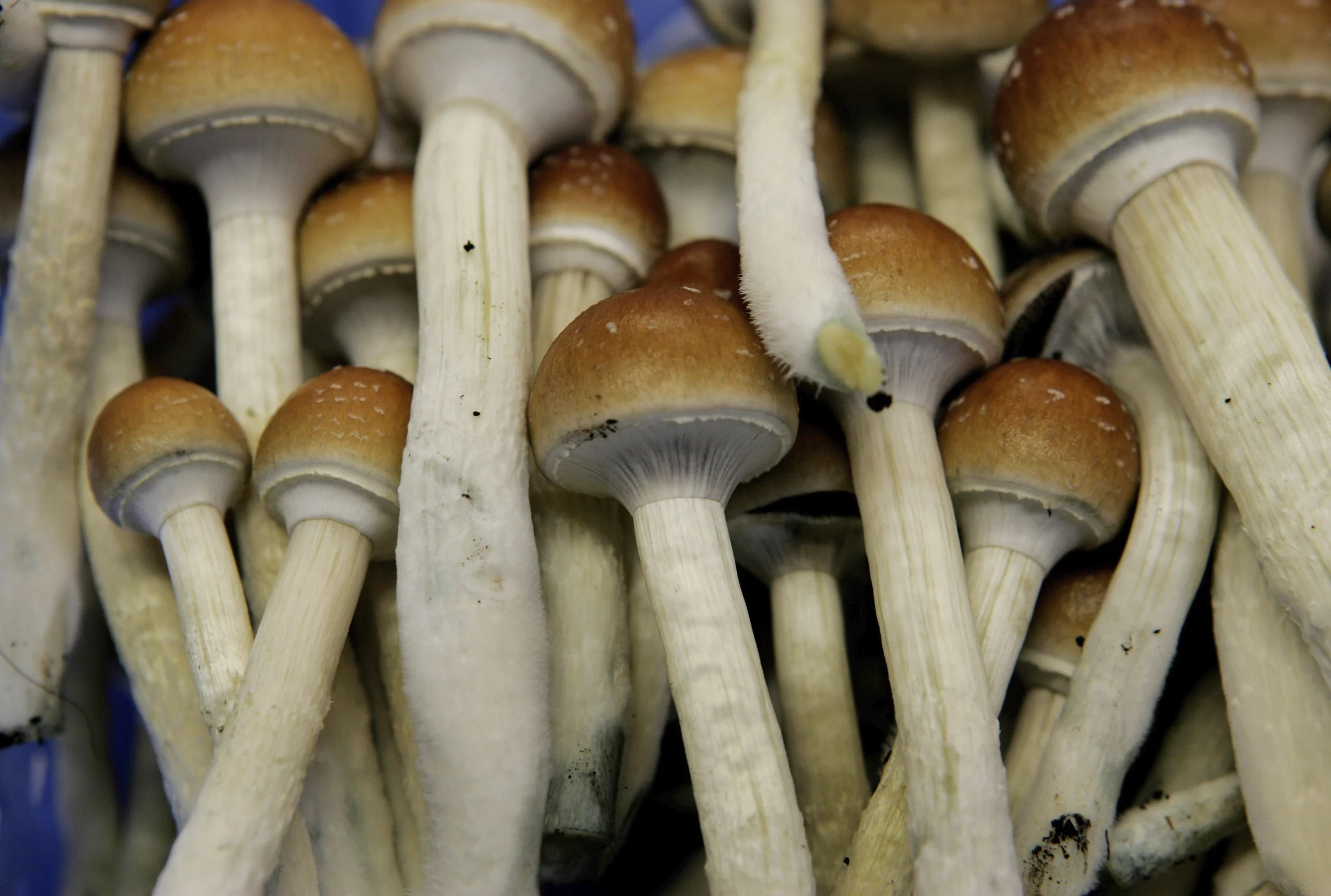 Colorado 2nd State to call out the DEA on Psychedelics